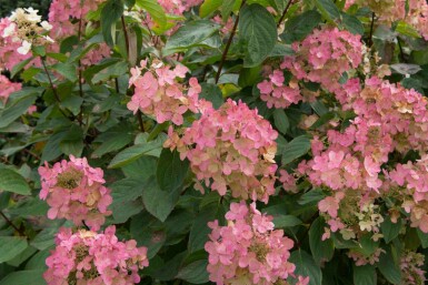 Hydrangea paniculata 'Pink Diamond' C3 25-30