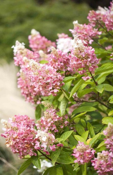 Hydrangea paniculata 'Pinky Winky' C3 40-60