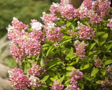 Hydrangea paniculata 'Pinky Winky' C3 40-60