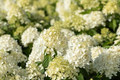 Hydrangea paniculata 'Skyfall' C5 50-60