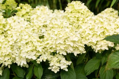 Pluimhortensia Hydrangea paniculata 'Skyfall' struik 50-60 C5 Hydrangea paniculata 'Skyfall' struik 50-60 cm