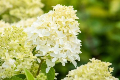Hydrangea paniculata 'Skyfall' C5 50-60