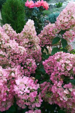 Pluimhortensia Hydrangea paniculata 'Sundae Fraise' struik 50-60 C7,5 Hydrangea paniculata 'Sundae Fraise' struik 50-60 cm