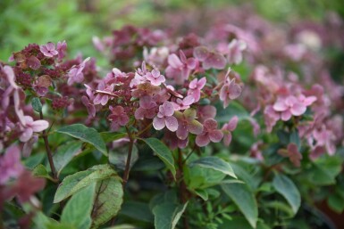 Pluimhortensia Hydrangea paniculata 'Switch Ophelia' struik 40-60 C7,5 Hydrangea paniculata 'Switch Ophelia' struik 40-60 cm