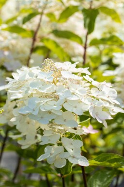 Pluimhortensia Hydrangea paniculata 'Unique' struik 40-50 C2 Hydrangea paniculata 'Unique' struik 40-50 cm
