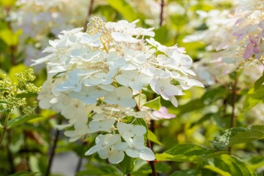 Hydrangea paniculata 'Unique' C2 40-50