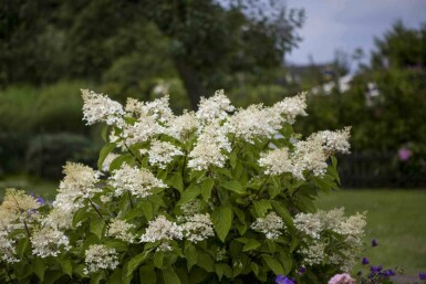 Hydrangea paniculata 'Unique' C2 40-50
