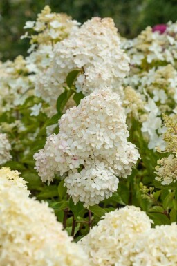 Hydrangea paniculata 'Vanille Fraise' C3 40-50