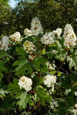 Eikenbladhortensia Hydrangea quercifolia struik 25-30 C2 Hydrangea quercifolia struik 25-30 cm