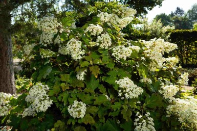 Hydrangea quercifolia C2 25-30