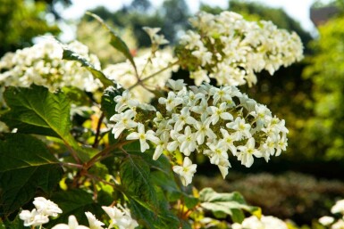 Eikenbladhortensia Hydrangea quercifolia struik 25-30 C2 Hydrangea quercifolia struik 25-30 cm