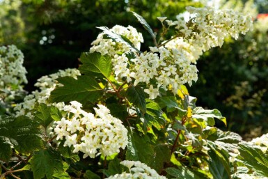 Hydrangea quercifolia C2 25-30