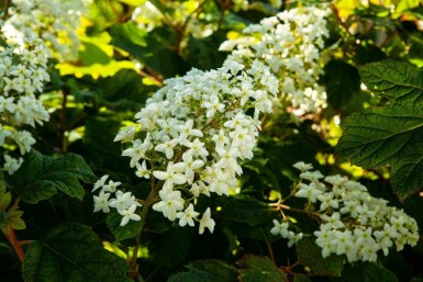 Hydrangea quercifolia C2 25-30
