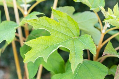 Eikenbladhortensia Hydrangea quercifolia struik 25-30 C2 Hydrangea quercifolia struik 25-30 cm