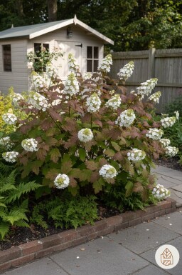 Hydrangea quercifolia 'Burgundy' struik 25-30 cm