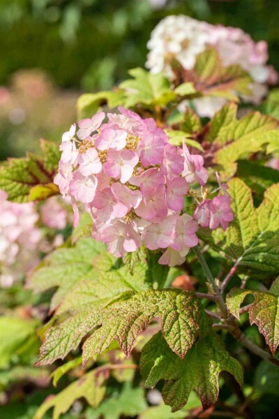 Hydrangea quercifolia 'Snow Queen' C3 25-30