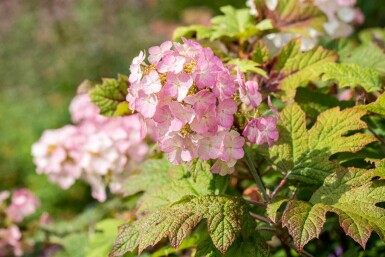 Hydrangea quercifolia 'Snow Queen' C3 25-30