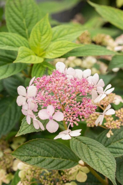 Hydrangea serrata 'Bluebird' C7,5 30-40
