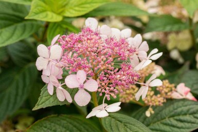 Hydrangea serrata 'Bluebird' C7,5 30-40