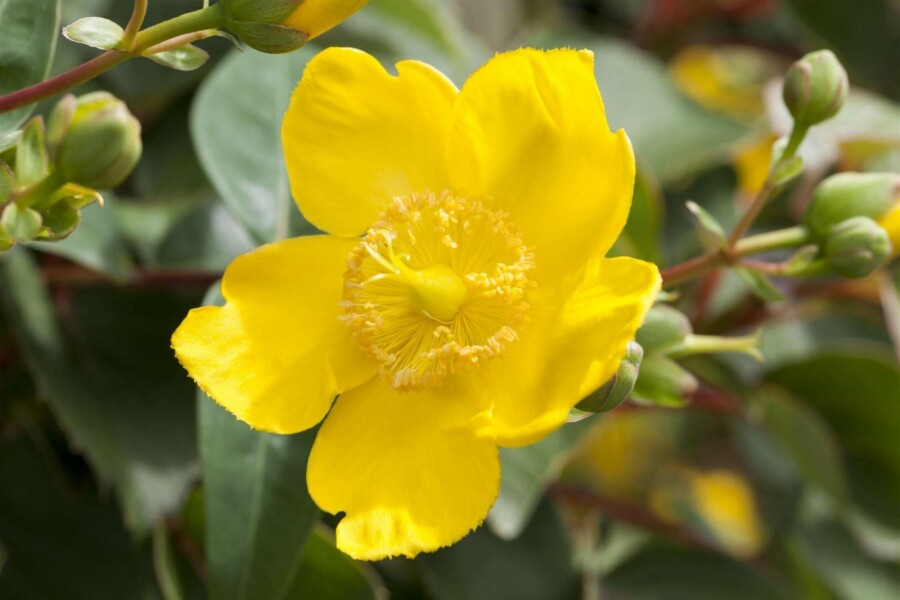 Hertshooi Hypericum 'Hidcote' struik 20-30 C1,5 Hypericum 'Hidcote' struik 20-30 cm