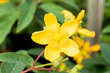 Hertshooi Hypericum 'Hidcote' struik 30-40 C2 Hypericum 'Hidcote' struik 30-40 cm