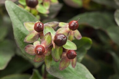 Hypericum 'Miracle Night' C10 40-50