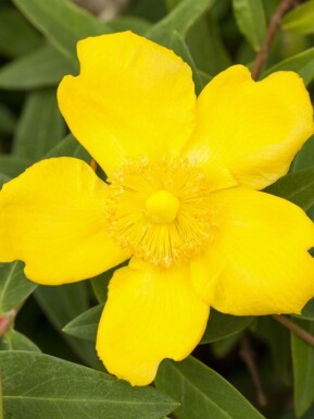 Hertshooi Hypericum 'Peter Dummer' struik 30-40 C2 Hypericum 'Peter Dummer' struik 30-40 cm
