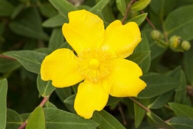 Hertshooi Hypericum 'Peter Dummer' struik 30-40 C2 Hypericum 'Peter Dummer' struik 30-40 cm