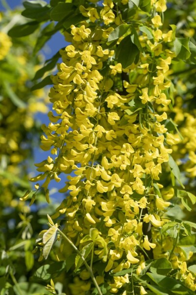 Goudenregen Laburnum anagyroides struik 150-175 C5 Laburnum anagyroides struik 150-175 cm