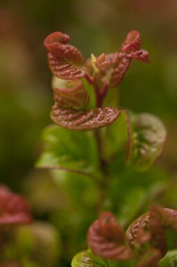 Leucothoe axillaris 'Curly Red' C2 20-25