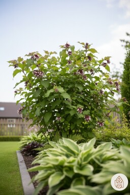 Leycesteria formosa 'Purple Rain' struik 35-40 cm