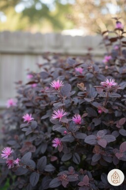 Loropetalum chinense 'Fire Dance' struik 25-30 cm