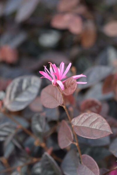 Heksenstruik Loropetalum chinense 'Fire Dance' struik 60-70 C5 Loropetalum chinense 'Fire Dance' struik 60-70 cm