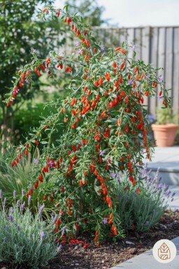 Lycium barbarum struik 40-50 cm