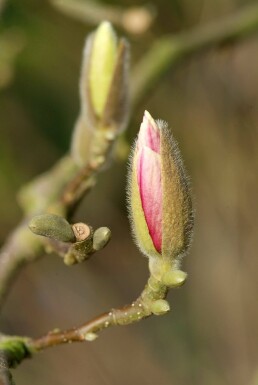 Magnolia soulangeana struik 50-80 cm