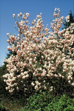 Magnolia soulangeana struik 50-80 cm
