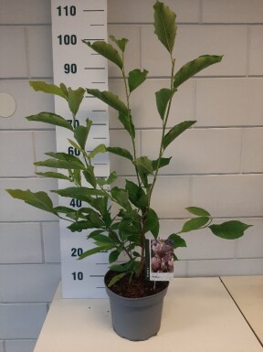 Magnolia soulangeana struik 50-80 cm