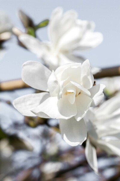 Magnolia loebneri 'Merrill' C3 40-60
