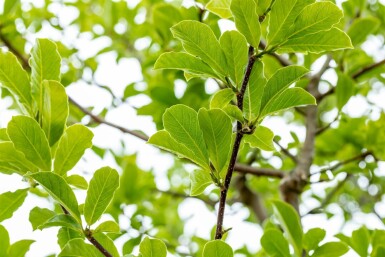 Loebner magnolia Magnolia loebneri 'Merrill' struik 40-60 C3 Magnolia loebneri 'Merrill' struik 40-60 cm