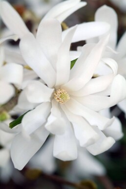 Magnolia stellata struik 60-80 cm