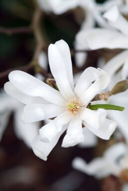 Magnolia stellata struik 60-80 cm