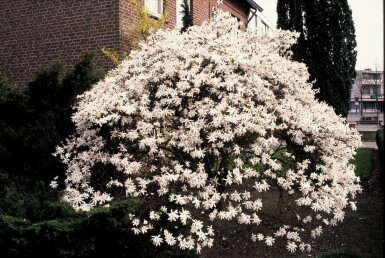 Magnolia stellata struik 60-80 cm