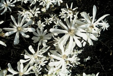 Magnolia stellata struik 60-80 cm