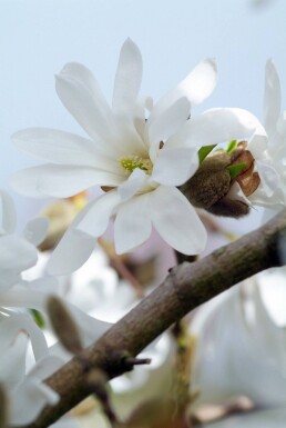 Magnolia stellata struik 60-80 cm