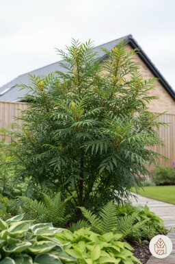 Mahonia eurybracteata 'Soft Caress' struik 25-30 cm
