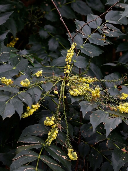 Mahonia japonica 'Hivernant' C2 30-35