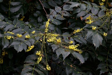 Mahonia japonica 'Hivernant' C2 30-35