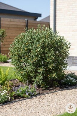 Myrica gale struik 25-30 cm