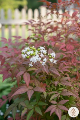 Nandina domestica struik 40-50 cm