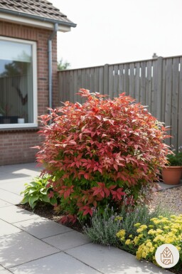 Nandina domestica 'Firepower' struik 35-40 cm